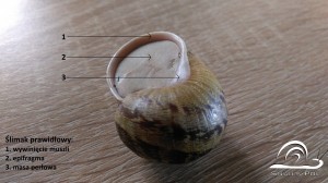 ślimak prawidllowy wiwiniety z epifragma oraz z masa perlowa na koncu muszli